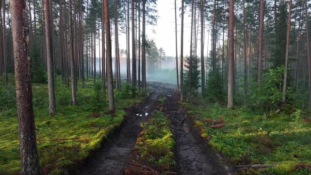 The road goes through the pine forest made by logging equipment