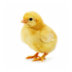 Obraz premium A yellow chick isolated on white background