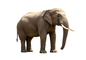 Elephant isolated on white background
