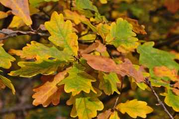Autumn Oak Leaves A Close-Up View of Changing Colors