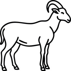aoudad sheep line arts with white background 