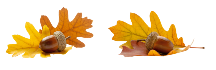 Acorns nestled on vibrant golden and copper oak foliage, early autumn tones with crisp edges, isolated on transparent background, natural seasonal cluster for botanical decorative compositions
