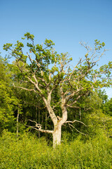 Majestic Old Tree with Weathered Trunk