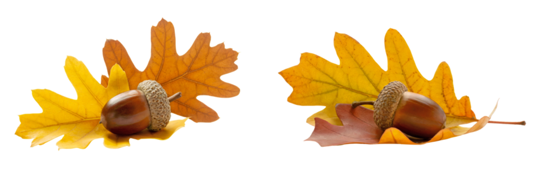 Acorns nestled on vibrant golden and copper oak foliage, early autumn tones with crisp edges, isolated on transparent background, natural seasonal cluster for botanical decorative compositions