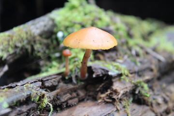 mushroom in the forest