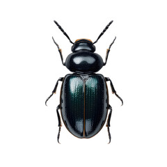 Close-Up Image of a Glossy Black Beetle with Greenish Hues on a White Background for Nature Illustrations and Educational Use