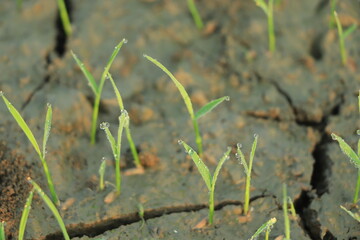 Effect of climate change , Rice field drying out due to water shortage