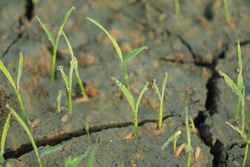 Effect of climate change , Rice field drying out due to water shortage