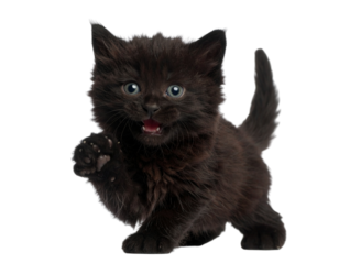 Begging Black Kitten with One Raised Paw and Open Mouth, Cartoon-Like Charm, Transparent PNG