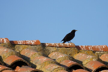 Estornino negro posado sobre tejado de tejas