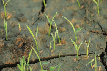 Effect of climate change , Rice field drying out due to water shortage