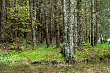 Valsan Valley, Romania.