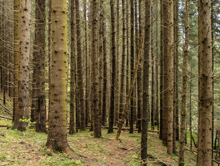 Valsan Valley, Romania.