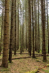 Valsan Valley, Romania.
