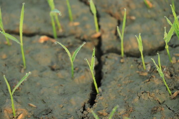 Dry crack earth at rice field , Climate change concept.