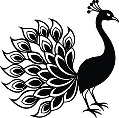 Fototapeta premium beautiful peacock silhouette