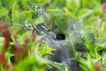 The dragonfly trapped in a spider's web