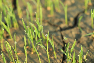 Global warming concept, Dry crack at rice field , Field drying out due to global warming.