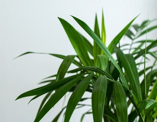 Obraz premium Close-up of vibrant green palm leaves against a white background