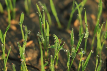 Global warming concept, Dry crack at rice field , Field drying out due to global warming.