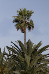 Palm tree that stands out among other palm trees.
