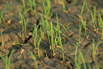 Global warming concept, Dry crack at rice field , Field drying out due to global warming.