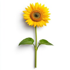 Obraz premium Single Vibrant Yellow Sunflower on White Background