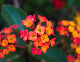 Close-up of vibrant orange-pink flowers