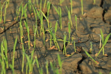Global warming concept, Dry crack at rice field , Field drying out due to global warming.