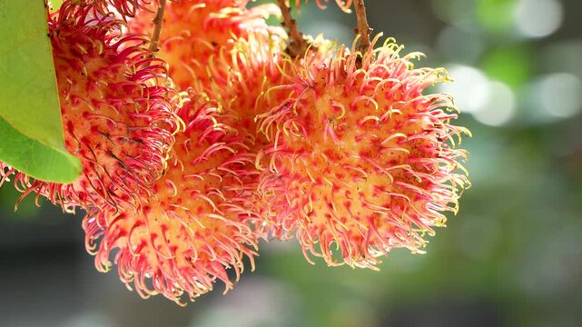 A bunch of ripe rambutan fruit hanging calmly on the tree, gently touched by the breeze. Natural daylight highlights the red spiky skin and tropical freshness.