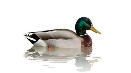Fototapeta premium Mallard Duck Swimming Isolated on White Background