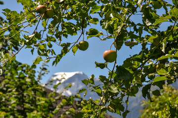 Ripening apples hang from a leafy branch, framing a clear view of Tödi mountain in the Swiss Alps