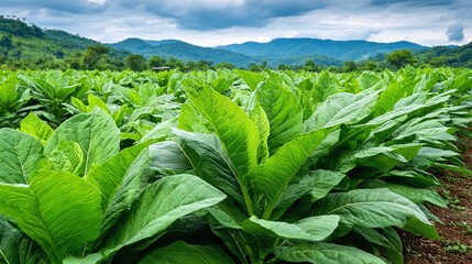 Lush green plants on a farm under a cloudy sky and distant mountains. Serene agricultural landscape with vibrant crops ready for harvest.