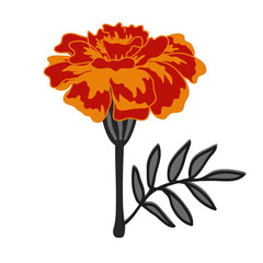 Marigold flower vector isolated illustration. Fall, Wedding, Day of the Dead symbol icon.