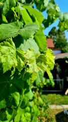 grape leaves in the garden