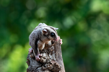 sugar glider, squirrel, flying squirrel, photo of a sugar glider in a tree