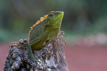 Bright green anole lizard with red dewlap perched on tree log ,Garden lizard