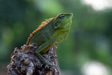 Bright green anole lizard with red dewlap perched on tree log ,Garden lizard