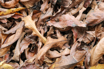 A pile of many dry brown leaves on flat ground in a pinnate shape, the photo was taken from a close distance with a flat lay angle