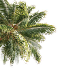 High-angle view of a palm tree crown, lush green fronds