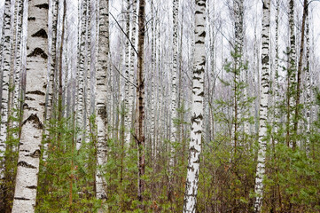 Obraz premium Forest background, in the photo white birch trunks, young green spruce and gray sky