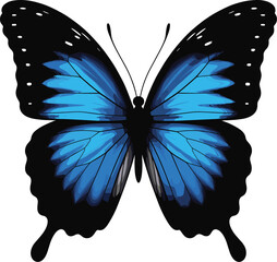 PrintBlue butterfly with black wings, tropical insect, detailed vector illustration, symmetrical design, vibrant colors, isolated on white background