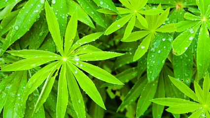 green background, photo of meadow grass leaves in summer with water drops during rain