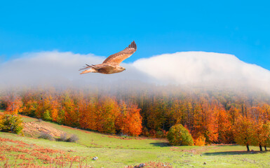 Red-tailed Hawk flying over the mountains with autumn forest background