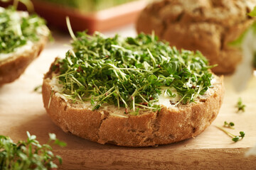 Sourdough bread with fresh homegrown garden cress sprouts or microgreens