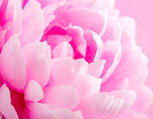 Close-up soft focus pink peony