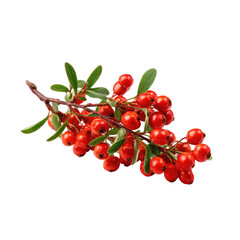 Close-up of a branch with clusters of bright red berries and small, green leaves