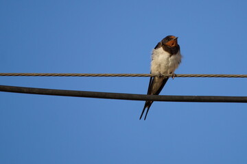 Golondrina descansando tras el vuelo primaveral