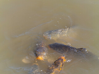 Fototapeta premium Wild Carp feeding on a lake. Feed the fish, close up brown pellets feeds for fish in hand, feed fish from feeding food on water surface ponds on water surface ponds, fish farm.