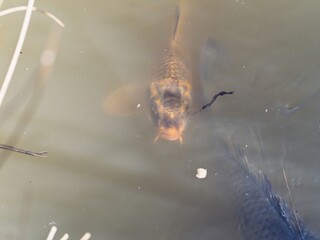 Wild Carp feeding on a lake. Feed the fish, close up brown pellets feeds for fish in hand, feed fish from feeding food on water surface ponds on water surface ponds, fish farm.